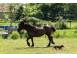 Vand doi cai femele animale domestice si pasari 916099 poza 2